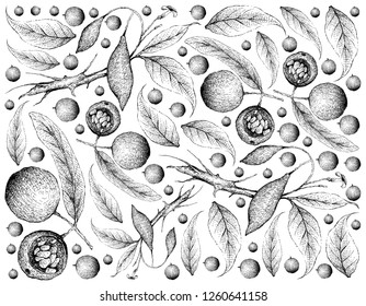 
Tropical Fruit, Illustration Wallpaper of Hand Drawn Sketch Hydnocarpus Anthelminthicus and Tabernanthe Iboga Fruits Isolated on White Background.