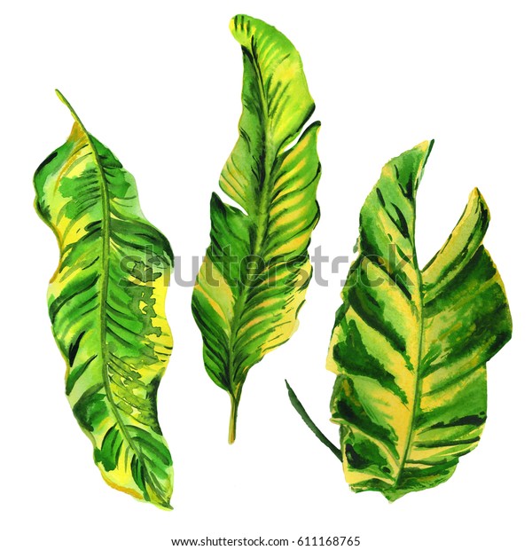 熱帯ハワイはヤシの木を水彩色で葉にする 背景 テクスチャー ラッパーパターン フレームまたは縁取り用のアクアレルワイルドフラワー のイラスト素材