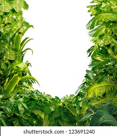 Tropical jungle as a blank frame with rich green plants as ferns and palm tree leaves found in southern hot climates as south America  Hawaii and Asia with a white isolated copy space center.