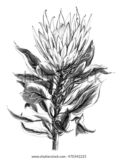 Tropical King Protea Flower Blossom Botanical Stock Illustration 470342225