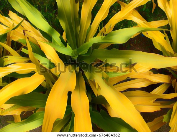 Tropical Leaf Plant On Flowerbed Exotic Stock Illustration 676484362