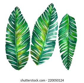 Tropical Leaves. Banana Palm Leaves Illustration In Watercolor.