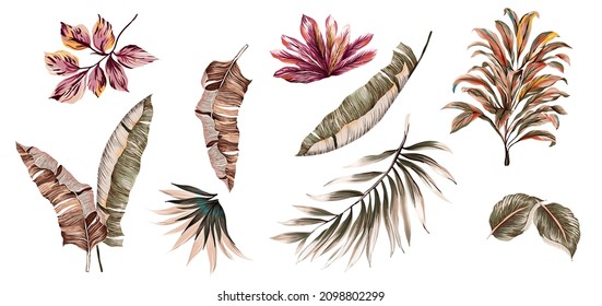 Tropical leaves colorful set isolated Ilustration. Suitable for texture repeated. Green elements natural vintage foliage. White background.