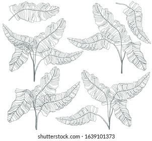 Tropical Leaves Drawings Banana Palm Leaf: ภาพประกอบสต็อก 1639101373