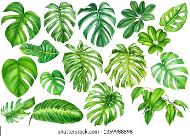 tropical leaves on an isolated background, a large set of green plants, watercolor, painting, botanical illustration, floral design,  palms, monstera, ficus