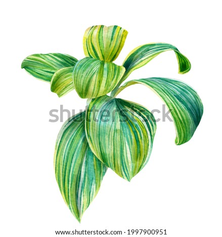 Tropical leaves painted with watercolor on a white background. Stock illustration
