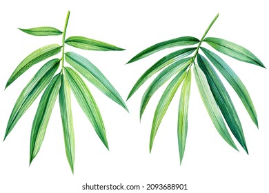 Tropical leaves. palm leaf, bamboo. Watercolor botanical painting