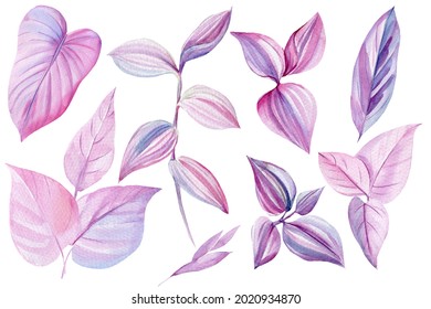 tropical leaves of pink and purple color, watercolor illustration, isolated white background