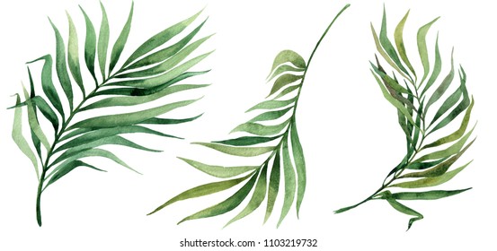 Tropical Leaves Set. Jungle Botanical Watercolor Illustrations, Floral Elements, Palm Leaves And Other.