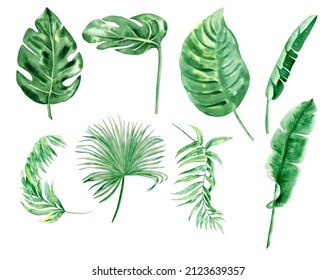 Tropical Leaves Set Watercolor Illustration Green Stock Illustration Shutterstock