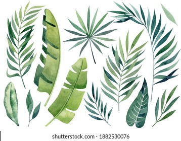 Tropical leaves watercolor hand drawn set with banana leaves, palm tree leaves, alocasia greenery. Clipart for wedding invitations, save the date cards, birthday cards, stickes.