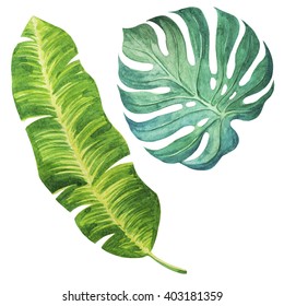 Tropical leaves. Watercolor illustration.