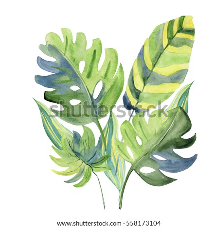 tropical leaves. Watercolor illustration.