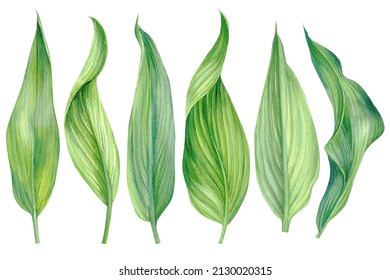 Tropical Leaves. Watercolor Plant Illustration On Isolated White Background