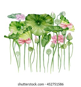 tropical lotus illustration, watercolor plant