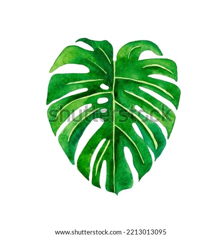 Tropical monstera leaf. Watercolor illustration isolated on white background