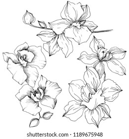 Tropical Orchid Flower Floral Botanical Flower Stock Illustration ...