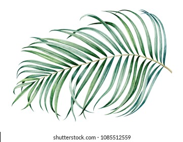 Tropical Palm Branch Isolated On White Background. Watercolor Hand Drawn Illustration.