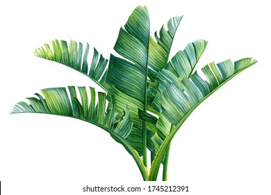 19,940 Banana Petal Images, Stock Photos & Vectors | Shutterstock