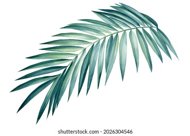 Tropical Palm Leaf On Isolated Background, Watercolor Summer Illustration