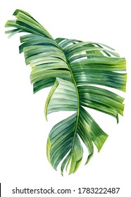 Tropical Palm Leaf On A White Background. Watercolor Botanical Illustration, Summer Clipart. Strelitzia Leaf 