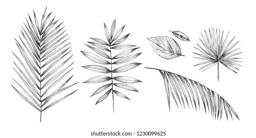 Featured image of post Pencil Drawing Images Of Leaves : You can draw pencil sketch on your photo, without any restrictions.
