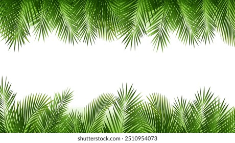 Tropical Palm Tree Borde rIsolated And White Bachground 