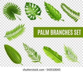 Tropical Palm Tree Branches Realistic Transparent Set Isolated  Illustration 