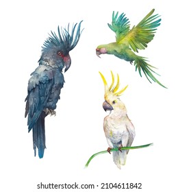 Tropical parrots set. Exotic birds isolated on white background. Watercolor illustration.