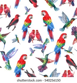 Tropical Pattern Birds And Butterflies Allover Seamless Isolated On A White. Watercolor Painting Animals Background With Flying Bird And Butterfly. Realistic Beautiful Illustration Colibri, Parrots.