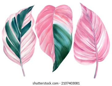 tropical pink leaves on a white background, palm leaves, watercolor illustration, ficus and calathea leaf