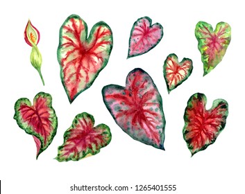 Leaf Caladium Images, Stock Photos & Vectors | Shutterstock