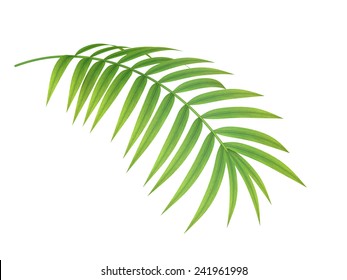 Tropical Plant Fernleaf Hedge Bamboo Branch