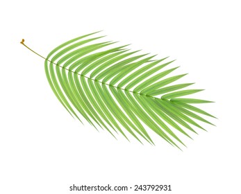 Tropical Plant Fernleaf Hedge Bamboo Branch