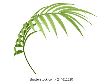 Tropical Plant Fernleaf Hedge Bamboo Branch