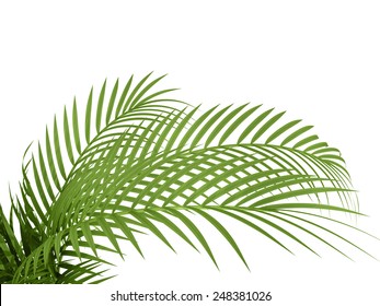 Tropical Plant Fernleaf Hedge Bamboo Branches On White Background,