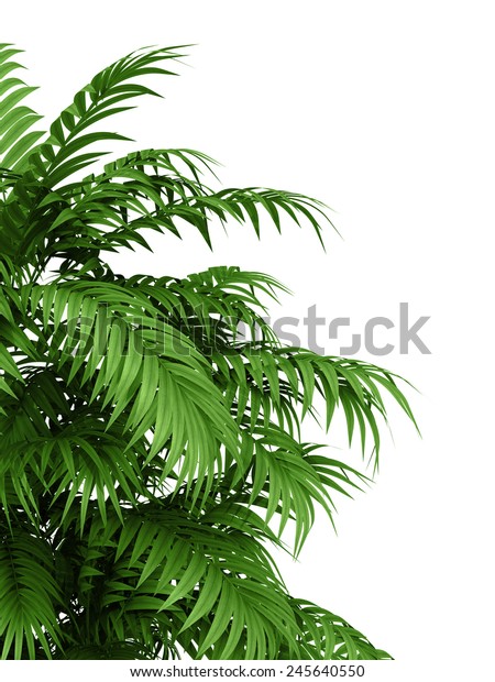 白い背景に熱帯植物のシダの生け垣の竹の枝 のイラスト素材 245640550