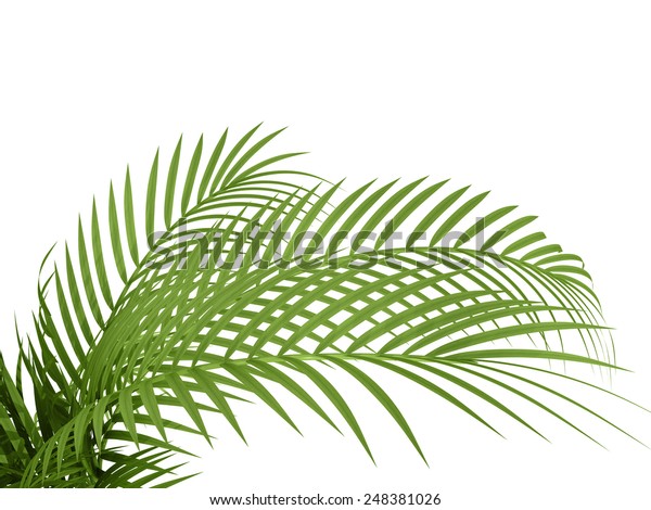 白い背景に熱帯植物のシダの生け垣の竹の枝 のイラスト素材 248381026