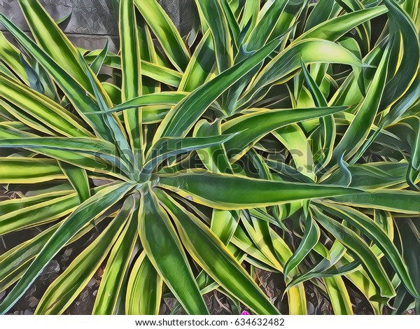 Tropical Plant Sunny Flowerbed Evergreen Bush Nature Parks