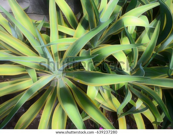 Tropical Plant Sunny Flowerbed Evergreen Foliage Stock