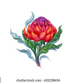 Tropical Plant Waratah, The Watercolor Illustration On A White Background.