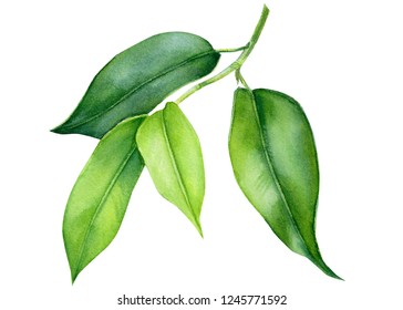 tropical plants, green leaves on isolated white background, watercolor illustration, botanical painting, ficus