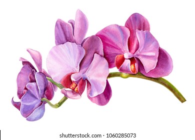 tropical plants, orchid,  flora watercolor illustration, botanical painting, hand drawing.