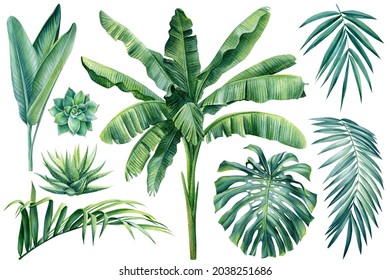 Tropical plants, palm, monstera leaf on isolated white background, watercolor illustration. Jungle design