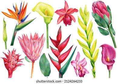 Tropical set flowers, callas, orchids, bromeliad, protea, strelitzia. watercolor illustration, isolated white background
