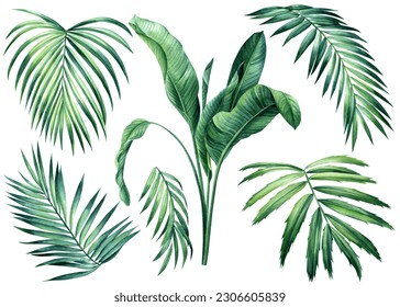 Tropical set Palm leaf. Exotic plants, palm leaves on isolated white background, Watercolor botanical illustration. 