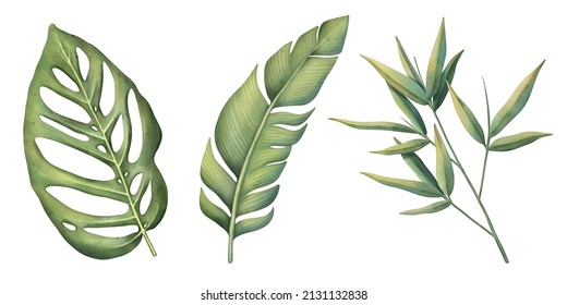 Tropical Set Of Plants On A White Background. Watercolor Hand Painted, Summer Clipart, Palm Leaves