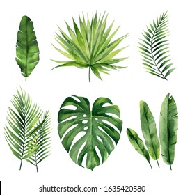 Tropical summer leaves. Exotic plant set for textile design, invitation tropical design, greeting, card, postcard. Watercolour fronds isolated on white background.