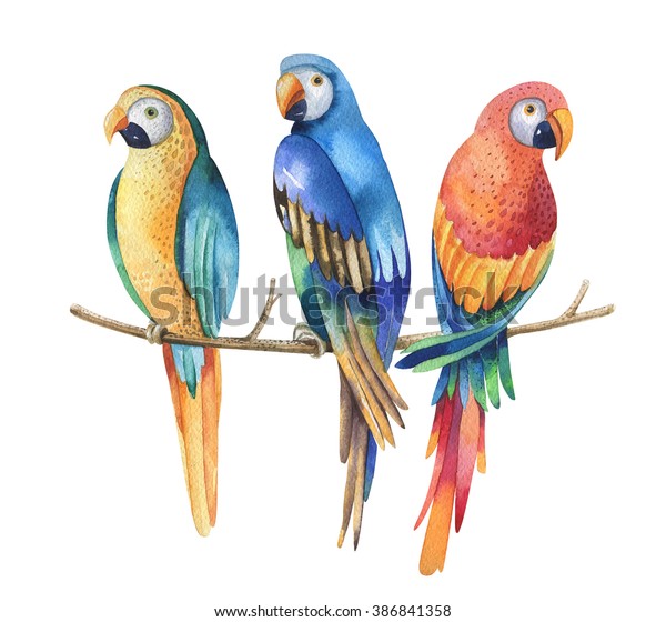 Tropical Watercolor Birds White Stock-illustration