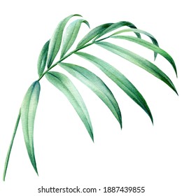 Tropical Watercolor Palm Leaf, Jungle Flora